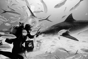 Saying hi to a friend!!!!! This Tiger Shark was a first o... by Steven Anderson 